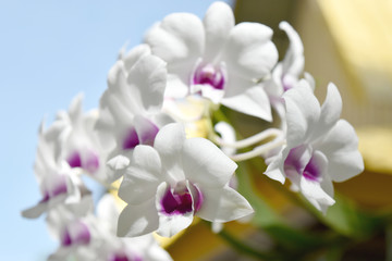 Naklejka na ściany i meble White orchid flower blooming