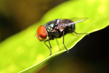 Small bug ,insect in green garden Thailand summers season