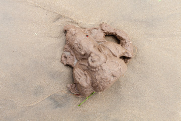 Fototapeta na wymiar Inde. Ganesh en terre, échoué sur la plage