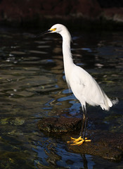 White Egret