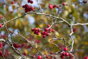Hawthorn berries