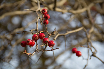 Hawthorn berries