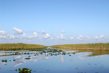 Everglades Pond