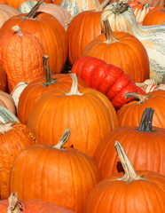 Close up of Pumpkins