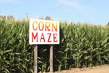 Corn Maze
