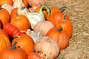 Ripe Pumpkins