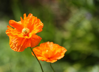 Poppy Flowers
