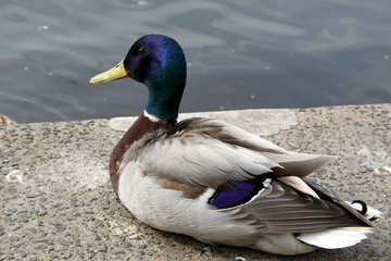 Duck on the Water