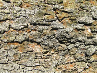Detailed photo of lark bark structure