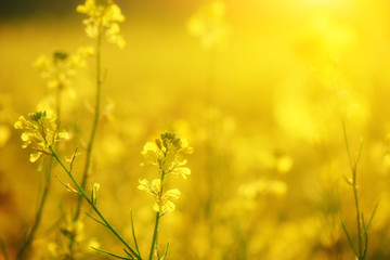 Obraz premium natural floral background, yellow wildflowers