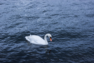 Obraz premium Schwan auf dunklen See