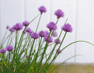 purple flower on white background