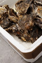 fresh closed oysters