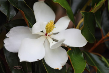 A close up view of a magnolia flower in full bloom.  © abhbah05