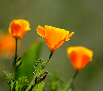 Yellow California poppies with a bokeh green background.