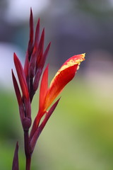 A close up view of a canna flower that shows red and yellow colors.