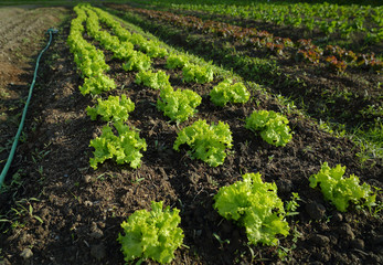 Fototapeta na wymiar Market Garden Lettuce Growing