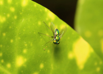 Naklejka premium Small insect in the garden Thailand