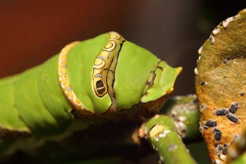 Small insect in the garden Thailand