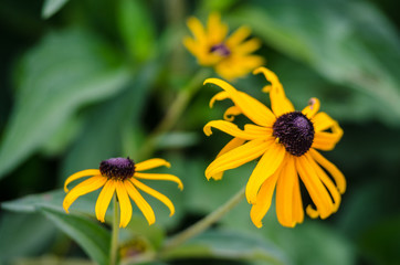 Black Eyed Susan