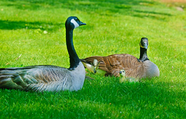 Canada Geese, goslings, and butterfly lay in green grass.