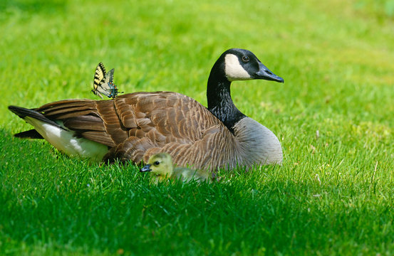 Canada Geese, goslings, and butterfly lay in green grass.