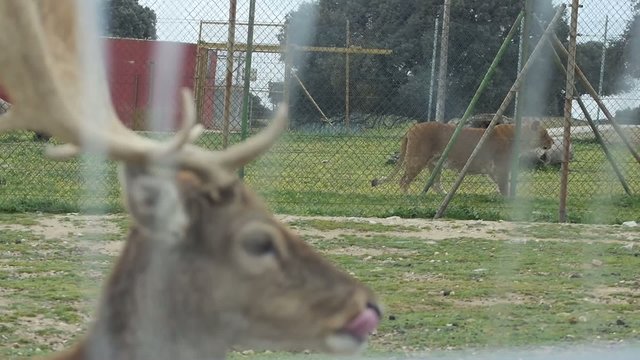 leona y ciervo
