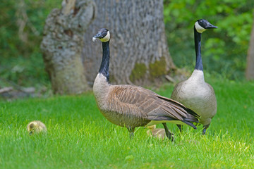 Pair of Canada Geese watching their babies.