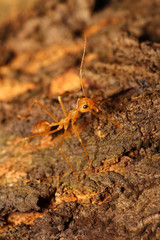 Small insect in the garden Thailand