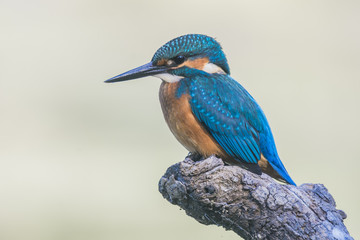 Common kingfisher
