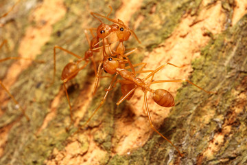 Small insect in the garden Thailand