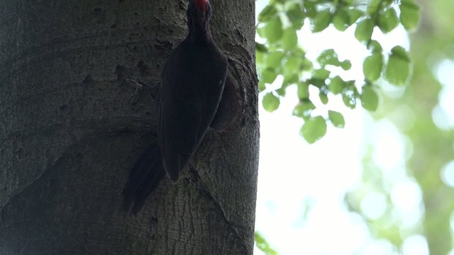 Schwarzspecht f&uuml;ttert Jungv&ouml;gel