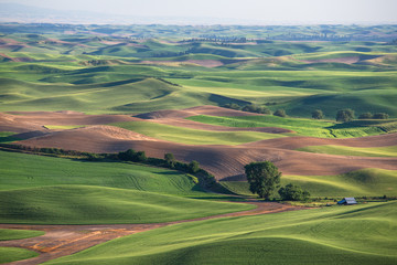 Wheat fields in Palouse Washington state