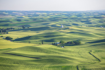 Wheat fields in Palouse Washington state