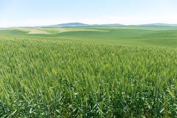 Wheat field