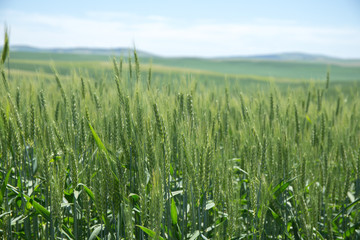 Wheat field