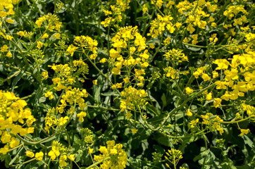 Colza field close view