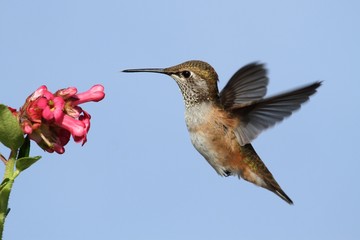 Fototapeta na wymiar Allens Hummingbird (Selasphorus sasin)