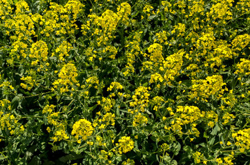 Colza field close view