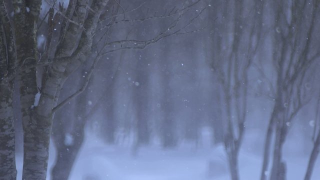 森に降る雪　アメージングな雪が舞う様子2