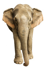 Éléphant d& 39 Asie isolé sur fond blanc