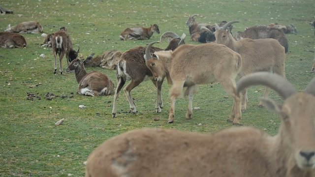cabras jugando