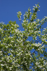 Flowers bird cherry against the sky