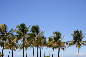Fototapeta na wymiar Palm trees on a blue sky