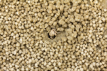 Small crabs on the beach