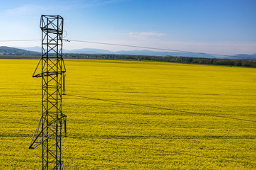 Powerlines on colza field