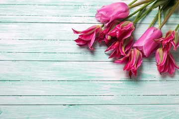 Fototapeta na wymiar Fresh pink tulips