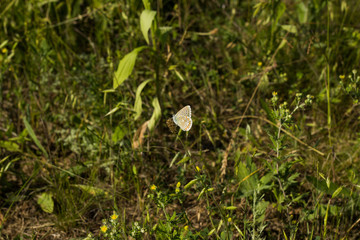 Butterfly on the flower