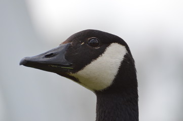 Obraz premium bernache