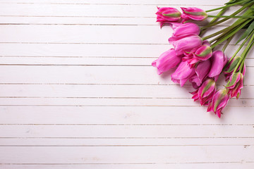 Background with fresh  bright pink tulips flowers